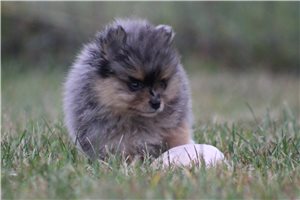 Eliza - puppy for sale