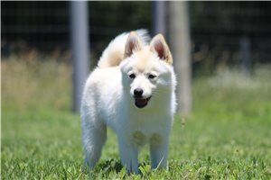 Iker - Pomsky for sale