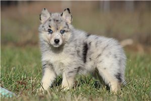Coral - Pomsky for sale