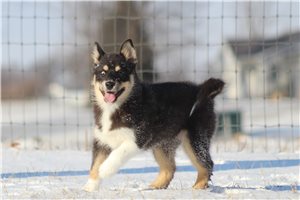 Callie - Pomsky for sale