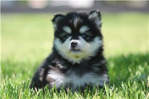 Johnny - puppy for sale