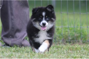 Jazzy - Pomsky for sale