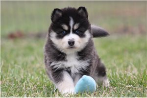 Idris - Pomsky for sale