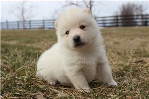 Iker - puppy for sale