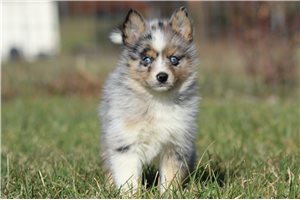 Carlton - Pomsky for sale