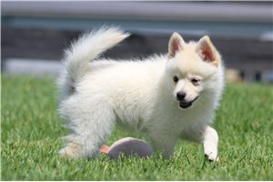 Iker - Pomsky for sale