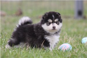 Isaiah - Pomsky for sale