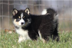Celine - Pomsky for sale