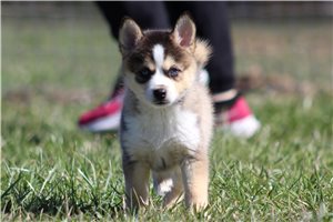 Isabella - Pomsky for sale