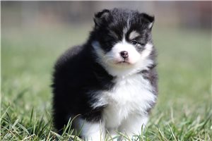 Romy - Pomsky for sale