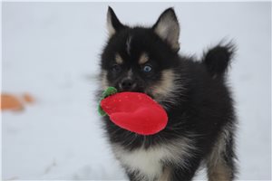 Cindy - Pomsky for sale