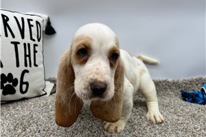 Shelby - Basset Hound for sale