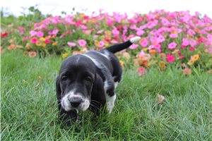 Andy - Basset Hound for sale