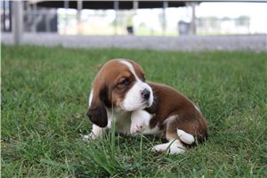 Lilly - Basset Hound for sale