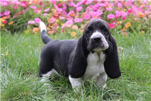 Anika - Basset Hound for sale