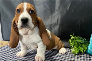 Marley - puppy for sale