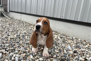 Murphy - puppy for sale