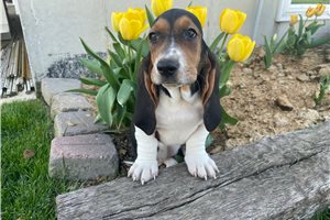Molly - Basset Hound for sale