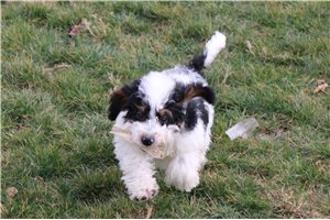 Giannis - Bernedoodle for sale