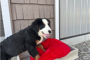 Katie - Bernese Mountain Dog for sale