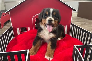 Bejay - Bernese Mountain Dog for sale