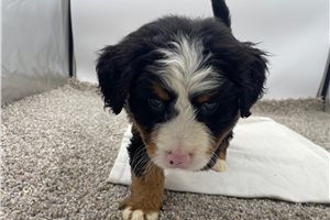 Karen - puppy for sale