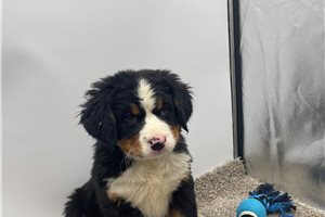 Kelly - Bernese Mountain Dog for sale
