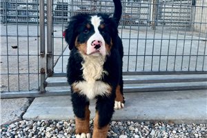Kimmy - Bernese Mountain Dog for sale
