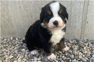 Brantley - puppy for sale