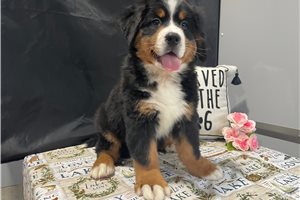 Bailey - puppy for sale