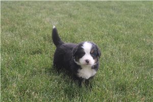 Milo - Bernese Mountain Dog for sale