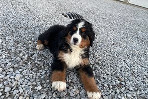 Nova - Bernese Mountain Dog for sale