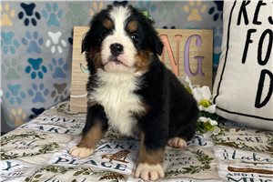 Baxter - Bernese Mountain Dog for sale
