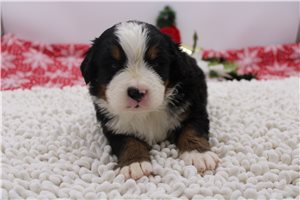 Kayden - puppy for sale