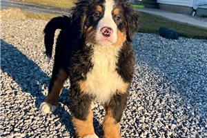 Korben - puppy for sale