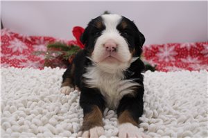 Kenneth - puppy for sale