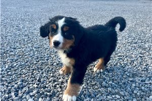 Nolan - Bernese Mountain Dog for sale