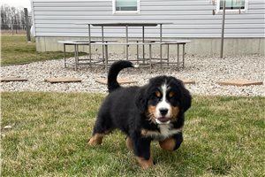 Nick - Bernese Mountain Dog for sale