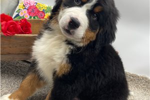 Kevin - Bernese Mountain Dog for sale