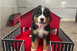 Barney - Bernese Mountain Dog for sale