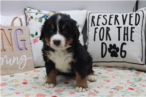 Rosalina - Bernese Mountain Dog for sale