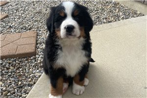 Buster - Bernese Mountain Dog for sale