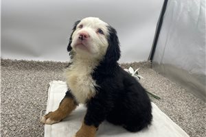 Karma - puppy for sale