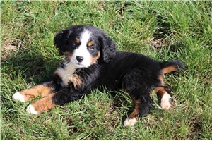 Becca - Bernese Mountain Dog for sale