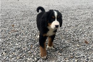 Dawn - Bernese Mountain Dog for sale