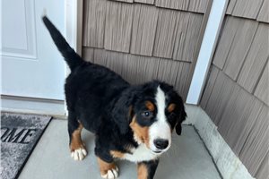 Natalie - Bernese Mountain Dog for sale