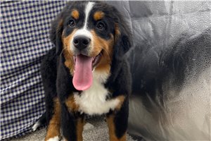 Nevaeh - Bernese Mountain Dog for sale