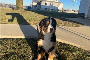 Norma - Bernese Mountain Dog for sale