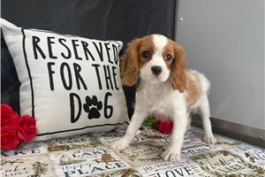 Roger - puppy for sale