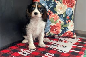 Harper - Cavalier King Charles Spaniel for sale